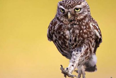 Fareye karşı baykuş