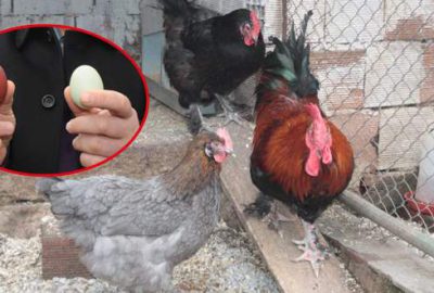 Bu tavuklar rengarenk yumurtluyor