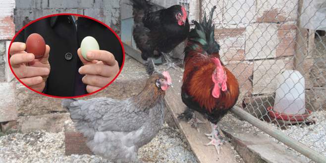 Bu tavuklar rengarenk yumurtluyor