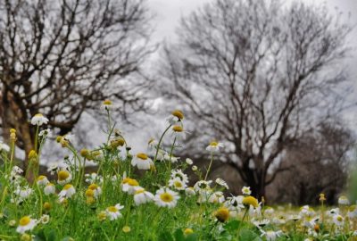 Memleketi Kar, Bodrum’u Papatyalar Kapladı