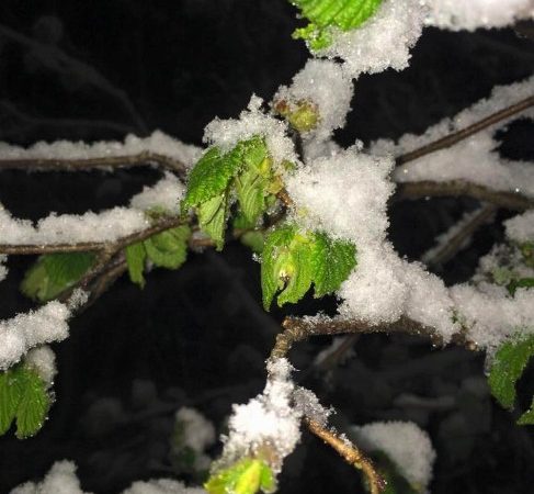 Ordu Ziraat Odası Başkanı Uğur Cörüt, kar yağışlarının Doğu Karadeniz