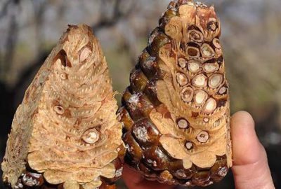 Kilosu 130 lira ama yetiştiricisi mutsuz