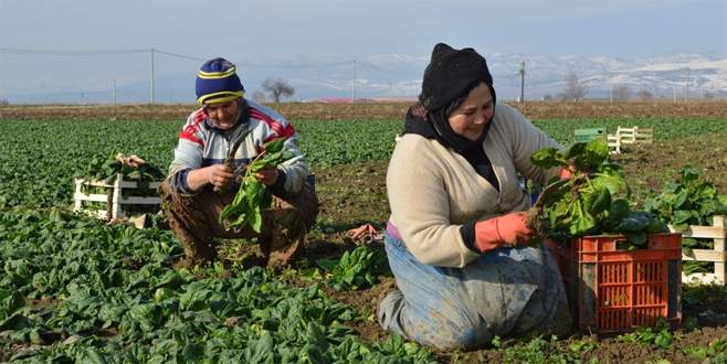 Sofraların vazgeçilmezleri mutfağımıza bakın nasıl giriyor