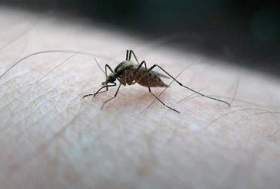 Danimarka’da Zika virüsüne rastlandı