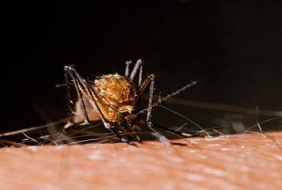 Beş soruda Zika virüsü