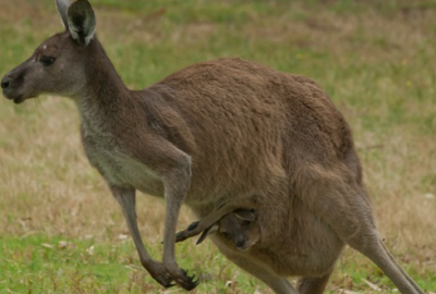 Bu da ‘IŞİD’çi kanguru’