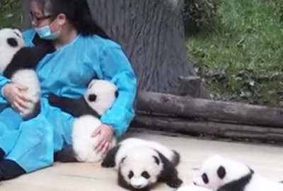 Çin'de Panda Koruma ve Araştırma merkezinde çalışan bakıcılardan tek bir
