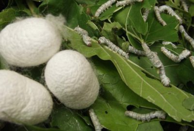 Bulunmaz Bursa kumaşı geri dönüyor