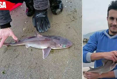 Oltaya takılan köpek balığını görünce şaşkına döndüler