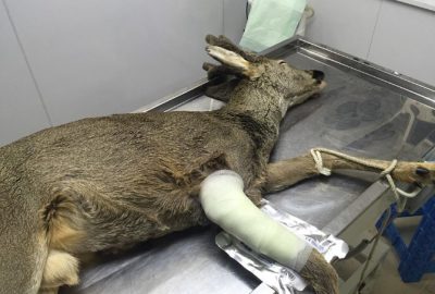 Bartın’da Tellere Takılan Yaralı Karaca Tedavi Edildi