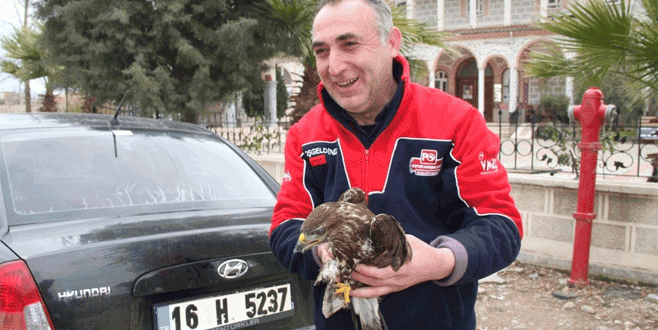 Tarlada yaralı şahin buldu