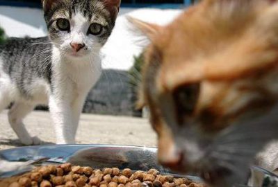 Kedi köpek maması ithalatına 41 milyon dolar