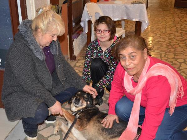 Kocaeli'nin Gebze İlçesi'nde, 'Kınalı' isimli köpek ve 3 köpeğin tedavisi