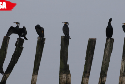 Su kuşlarının sayımı yapıldı