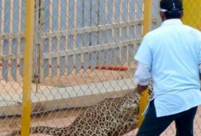 Leopar okula girdi, 6 kişiyi yaraladı