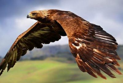 Kartallar İHA yakalayacak