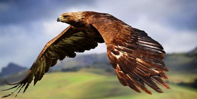 Kartallar İHA yakalayacak