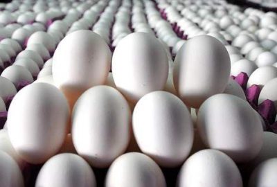 Yumurta üretiminde rekor