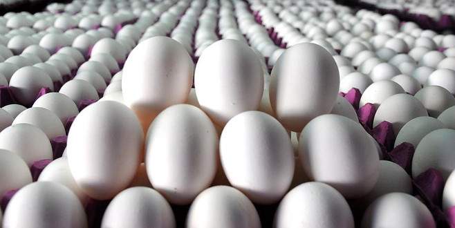 Yumurta üretiminde rekor