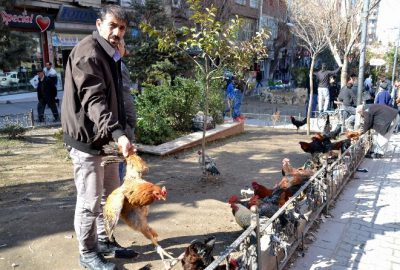 Siirt’te Kanatlı Kümes Hayvanlarına Rağbet Artıyor