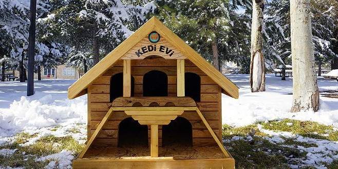 Atık keresteler sokak kedilerine ‘ev’ oluyor