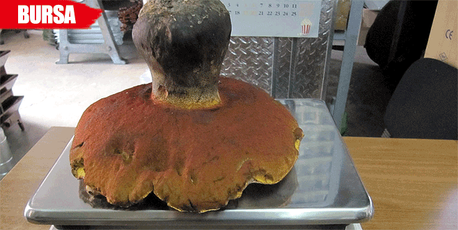 Dağcıların bulduğu ayı mantarı ağırlığıyla şaşırtıyor