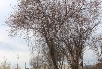 Aydın’da Baharın Müjdecisi Bademler Çiçek Açtı