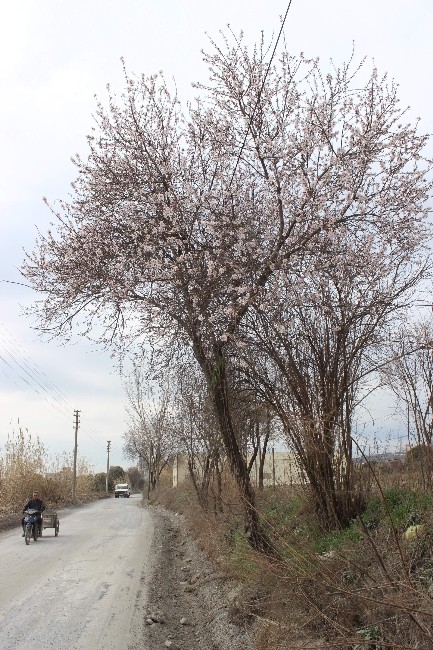 Aydın’da Baharın Müjdecisi Bademler Çiçek Açtı
