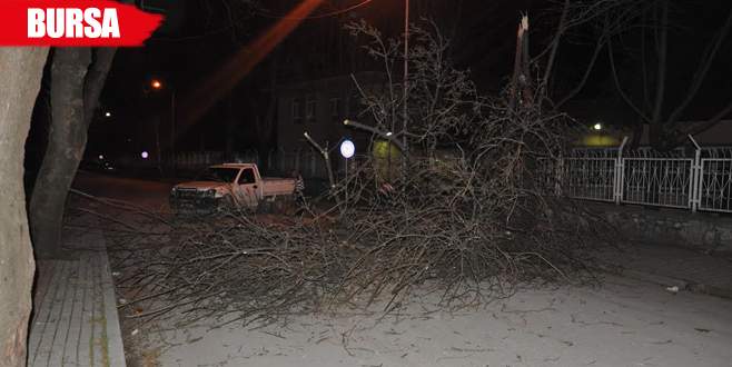 Lodos ağaç devirdi