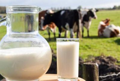 Süt ürünleri üretimi arttı