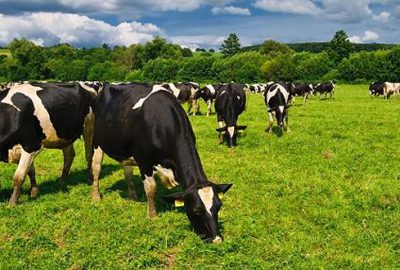 Sığır eti üretimi 1 milyon tonu geçti