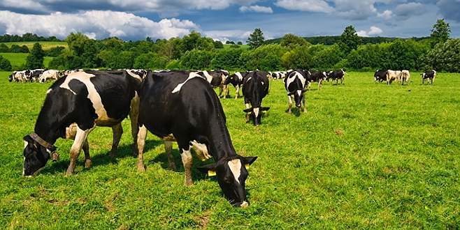 Sığır eti üretimi 1 milyon tonu geçti