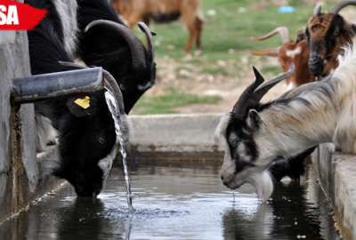 ‘Oğlaklar etlenmeden kesime gönderiliyor’