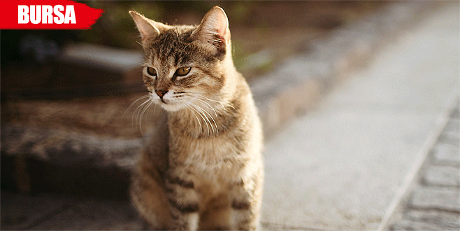 ‘Hayvansever’ kadına ‘kedilere eziyet’ten para cezası