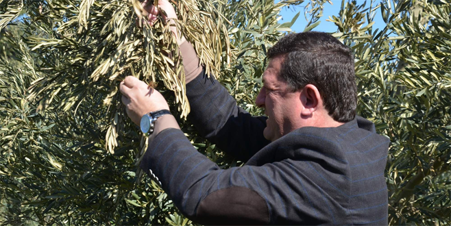 Bursa’da soğuk hava üreticiyi zor durumda bıraktı