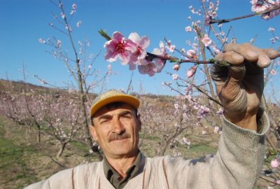 Lapseki İlçesinde Meyve Ağaçları Çiçek Açtı