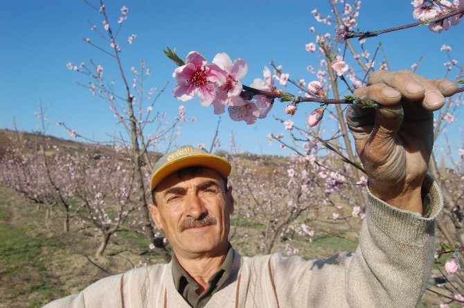 Lapseki İlçesinde Meyve Ağaçları Çiçek Açtı