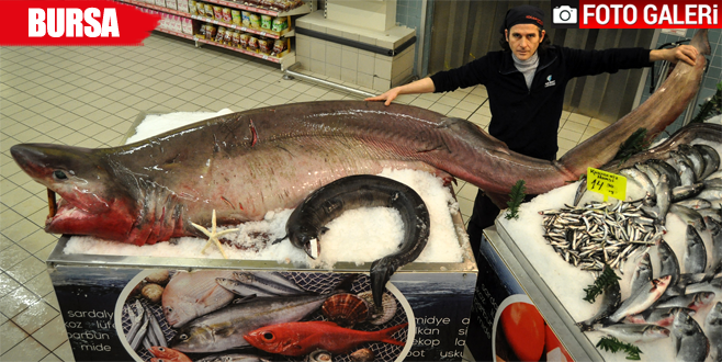 Yarım tonluk ‘camgöz’ yakalandı