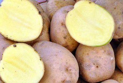 Patatesin fiyatı 35 kuruşa düştü