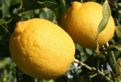 Limon fiyatı rekor kırdı