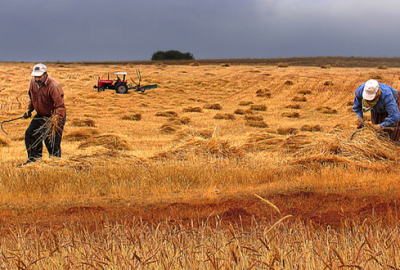 Tarıma dayalı yatırımlara hibe destek