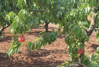 Şeftali ağaçlarında hastalık uyarısı
