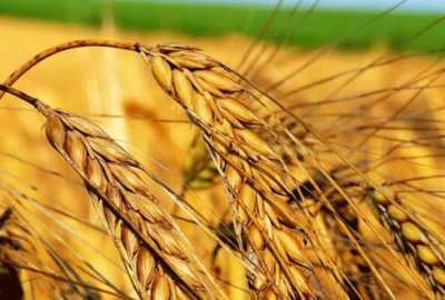 Dünya buğday stokları büyüyor