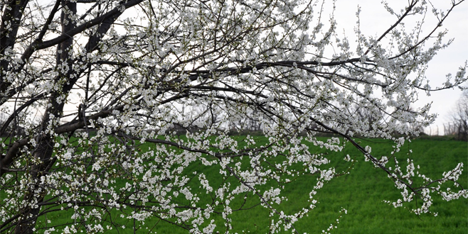 Bursa’da yalancı bahar