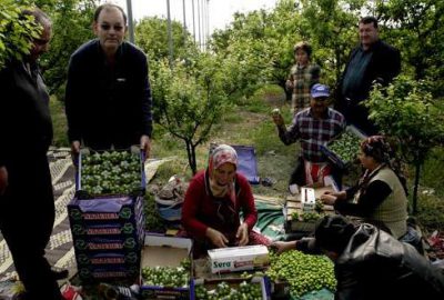 Bir kilo erik 300 liradan satıldı