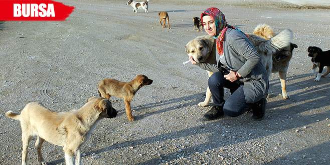 Hayatını sokak hayvanlarına adadı