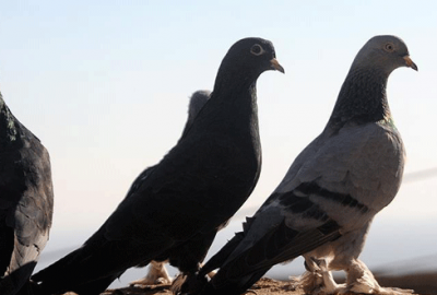 Çaldığı güvercinleri sahibine satmak isterken yakalandı