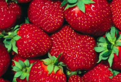 Topraksız tarım yaygınlaşıyor