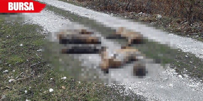 Piknik alanında hayvan ölüleri bulundu