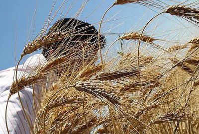 Bitkisel üretim arttı